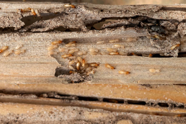 Best Local Pest Control Services  in East Missoula, MT